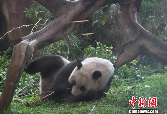 D顰似(c)L z